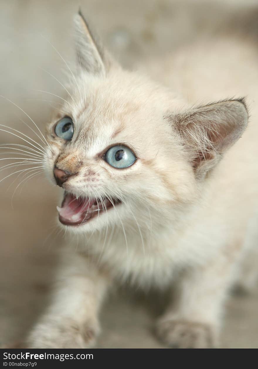 Sight of a small grey kitten