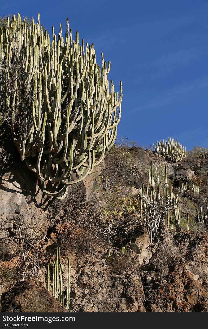 The plants on the mountain and the blue sky with clouds as a background. The plants on the mountain and the blue sky with clouds as a background.