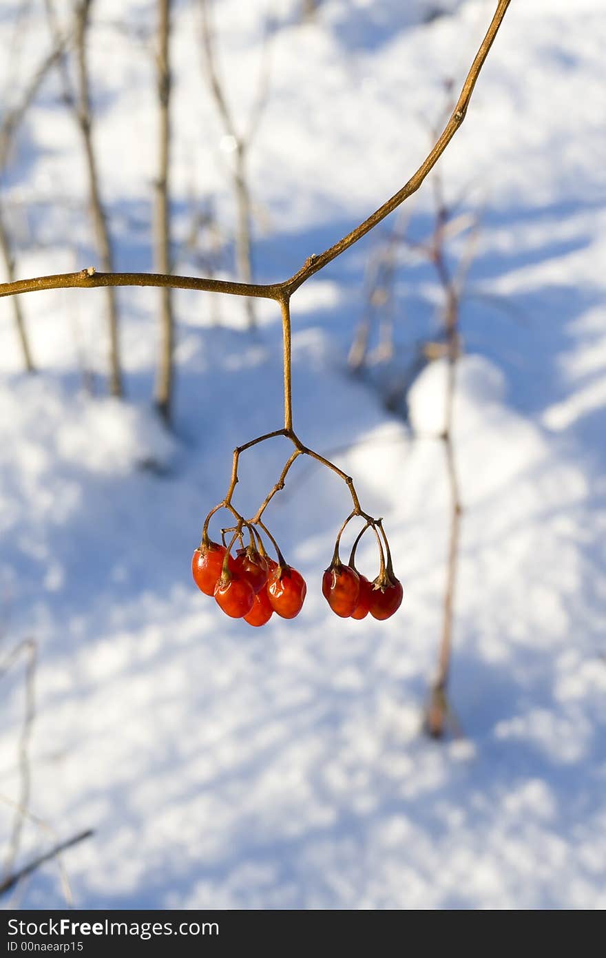 Berries