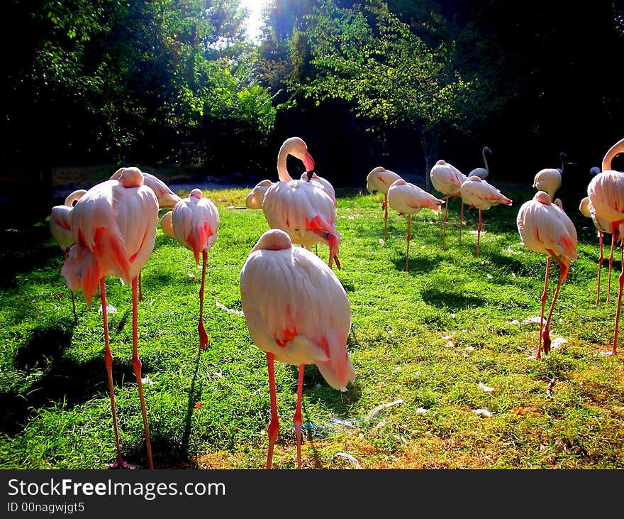 Flamingos resting on a summer afternoon. While resting they raise one leg and lock the other. This is how they rest. One is awake and on guard. Flamingos resting on a summer afternoon. While resting they raise one leg and lock the other. This is how they rest. One is awake and on guard.