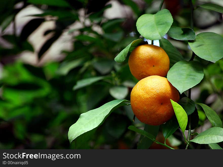 Oranges