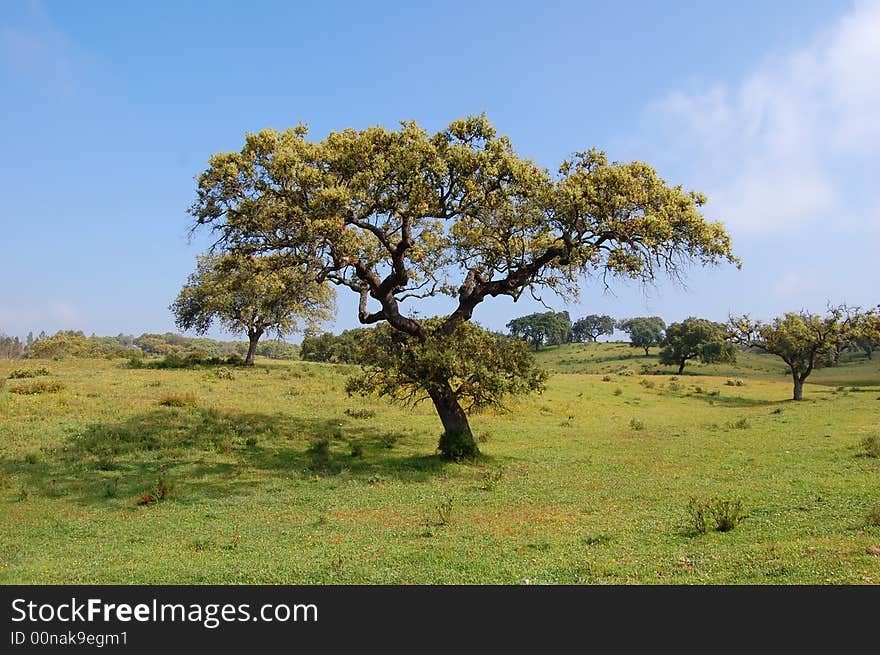 Landscape Lonely tree on green field and the blue sky