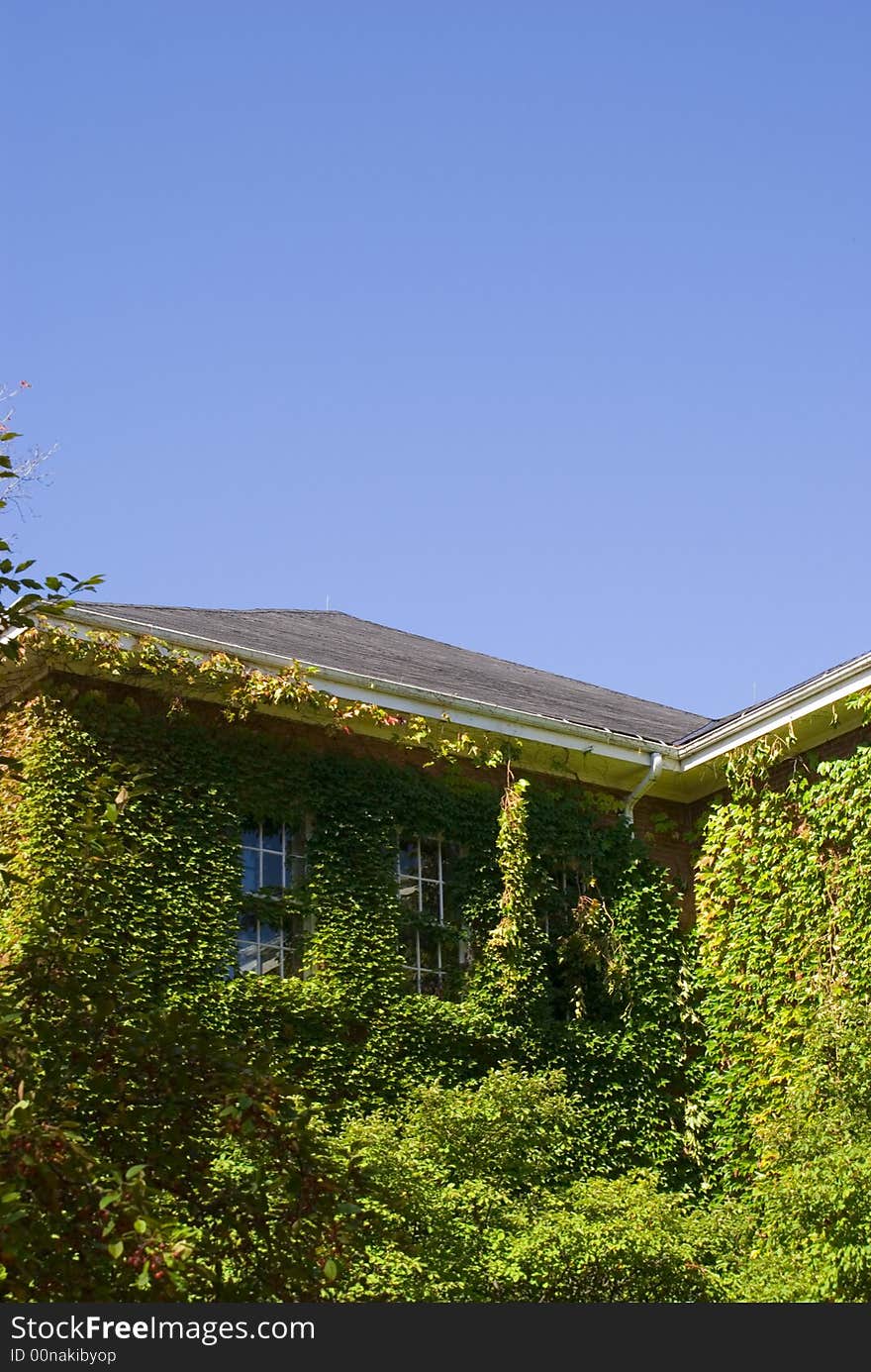 House covered with leaves