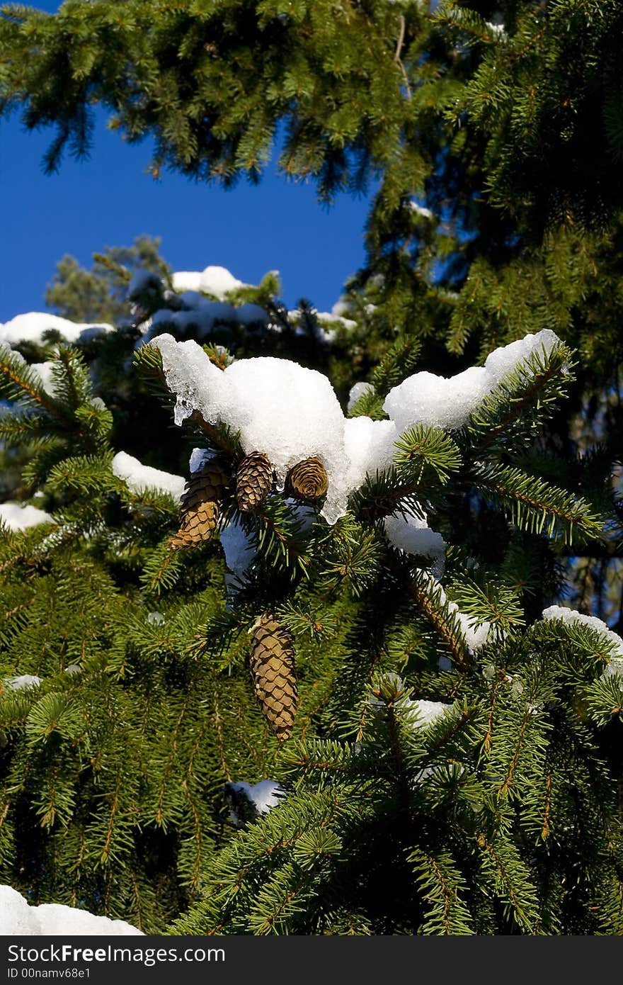 Winter Forest