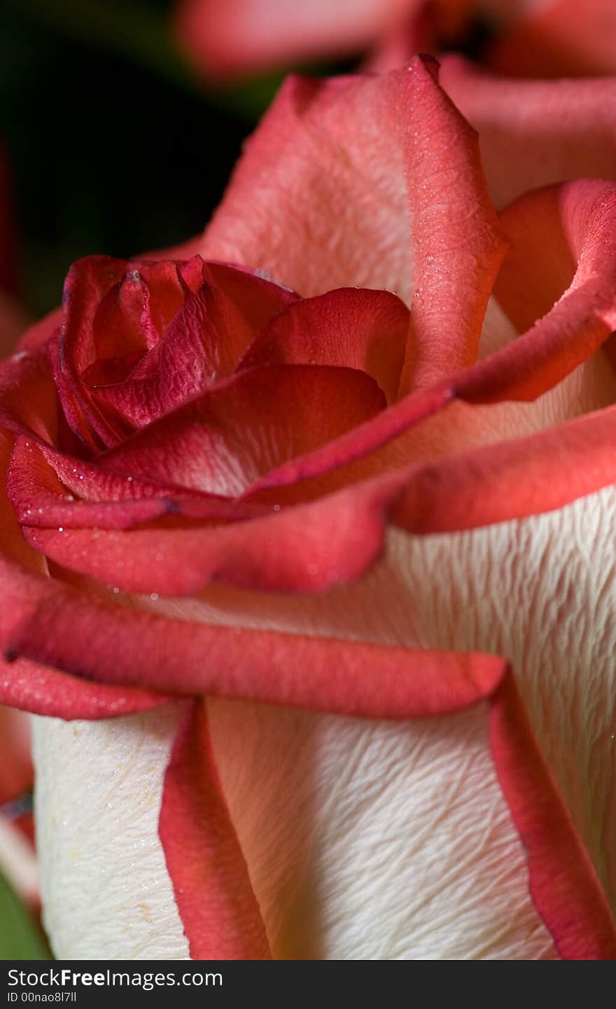 Red rose close-up shot