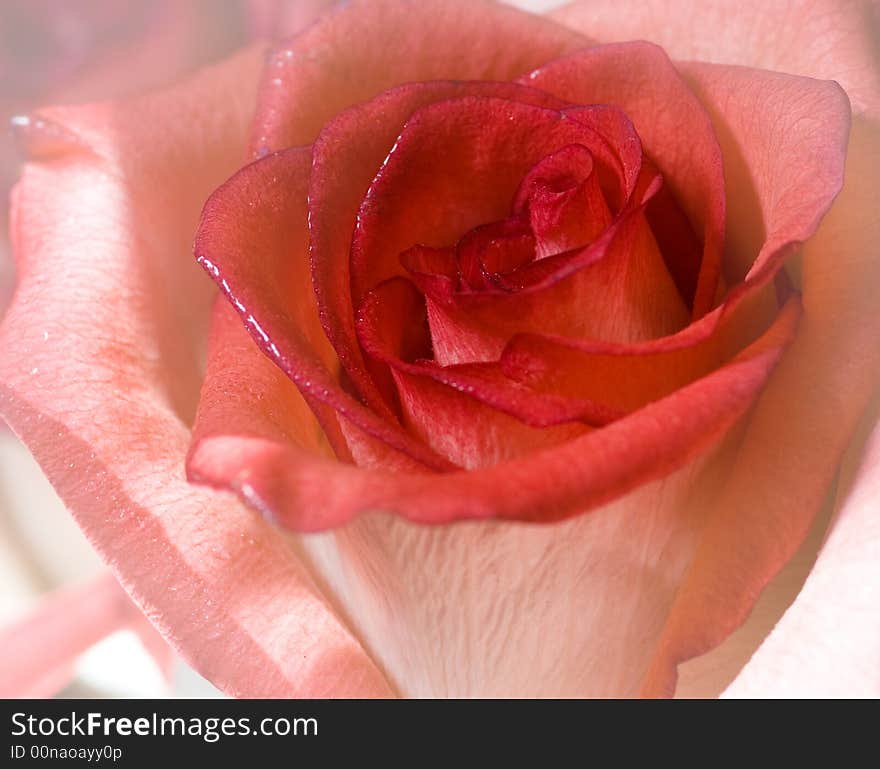 Close-up shot of a rose bud with water drops on petals