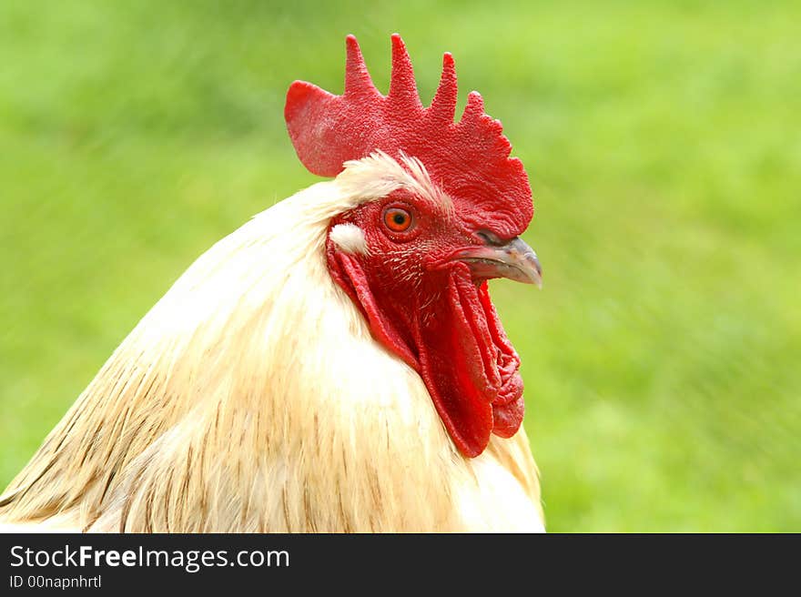 Rooster on the green grass background