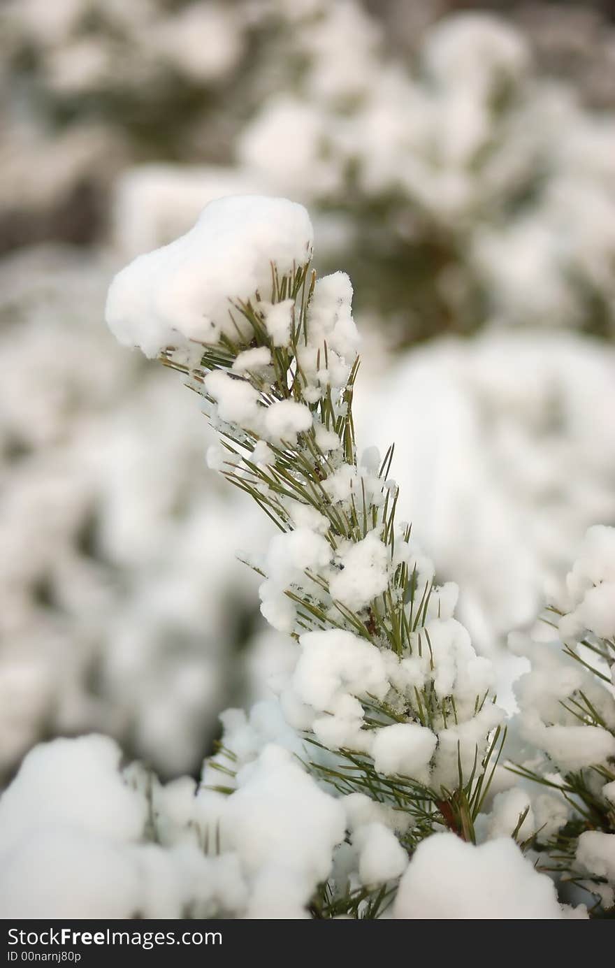 Branch of a fur-tree covered by the first snow