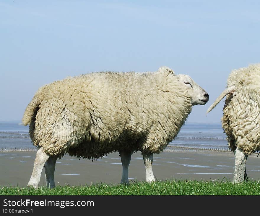 Sheep