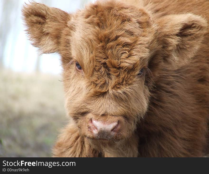 Picture of a young scottish highland cow. Picture of a young scottish highland cow