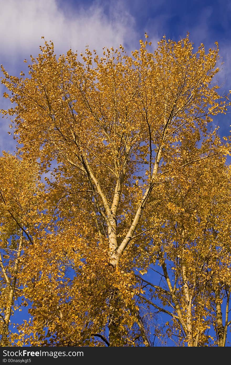 Majestic aspen tree with bright yellow leaves on blue sky background. Majestic aspen tree with bright yellow leaves on blue sky background