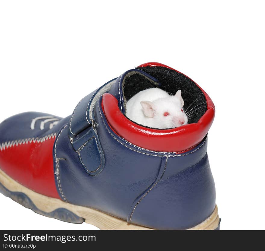 White mouse in boot