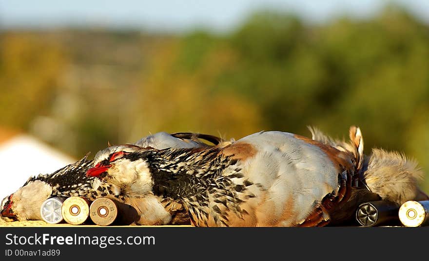 Two abated partridges during one hunted. Two abated partridges during one hunted.