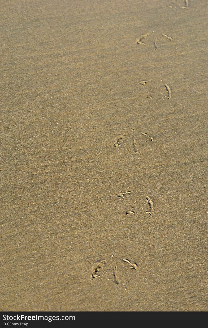 Bird foot prints in the wet sand walking towards the viewer on the beach, suitable for background image. Bird foot prints in the wet sand walking towards the viewer on the beach, suitable for background image