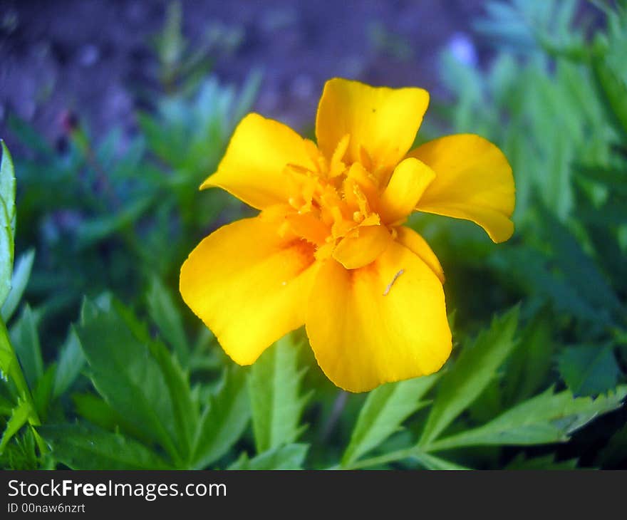 Orange flower.