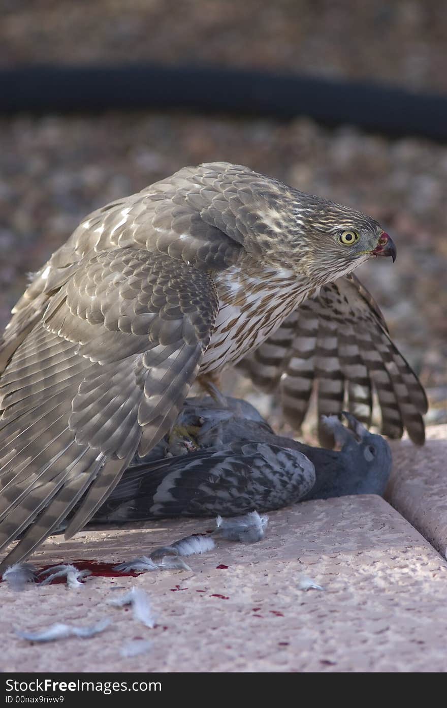 Photograph of a bird of prey eating pigeon. Photograph of a bird of prey eating pigeon.