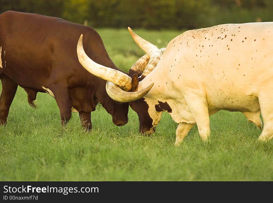 Locked Longhorns