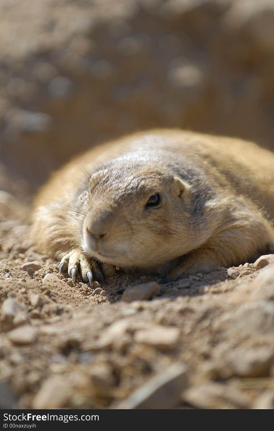 Prarie Dog