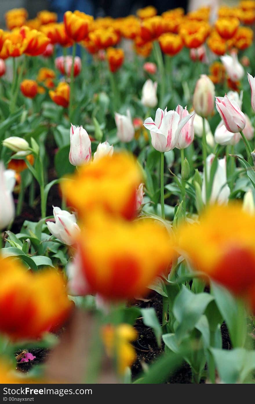 Tulip flowers in garden.
Colourful.