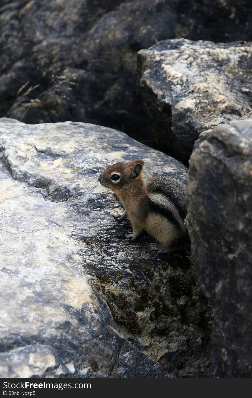 Golden-mantled ground squirrel