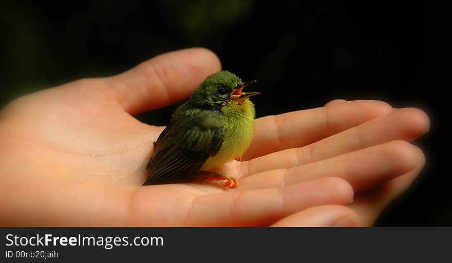 Baby bird with beak open, rescued after falling out of nest. Baby bird with beak open, rescued after falling out of nest.