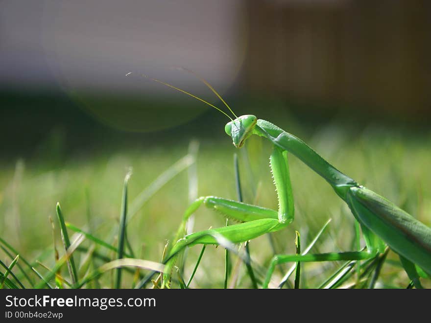 A close up of a praying mantis in the grass