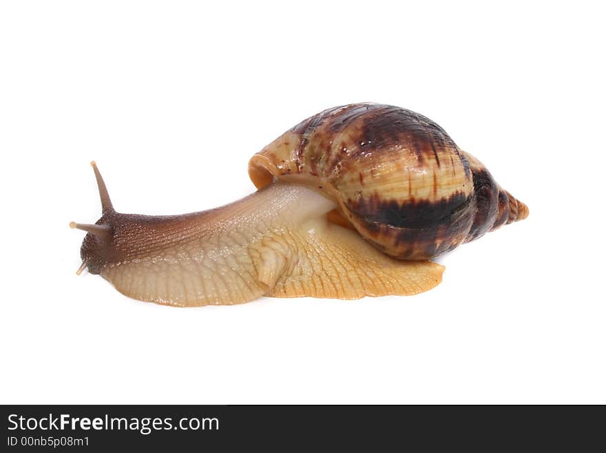 Snail