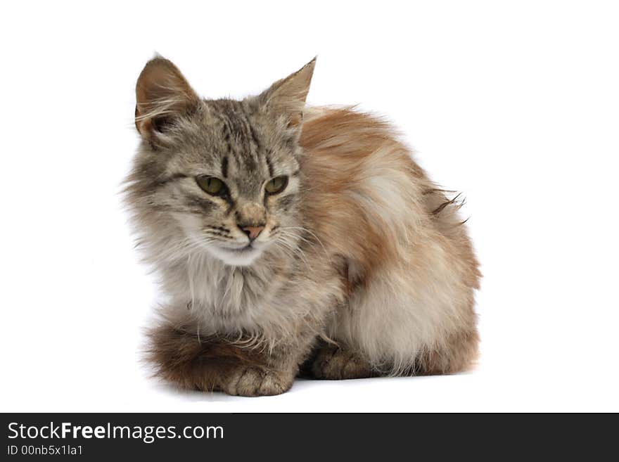 Gray furry cat on the white background