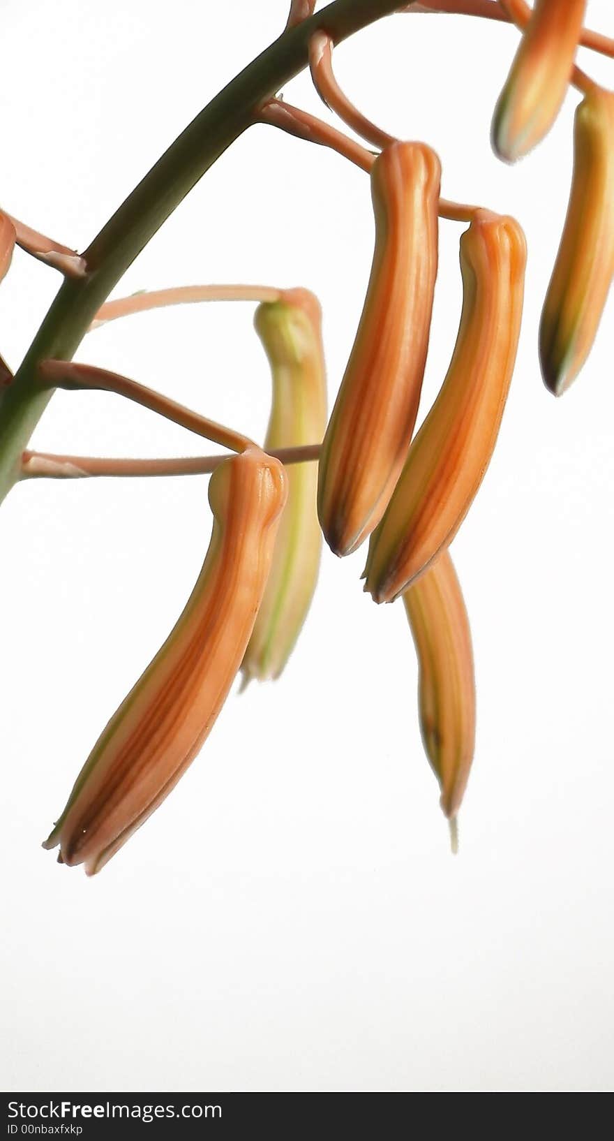 haworthias flowers on the neutral background