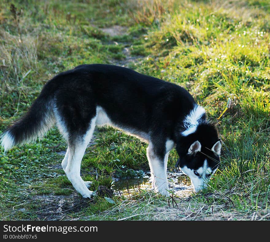 Siberian Husky On Walking