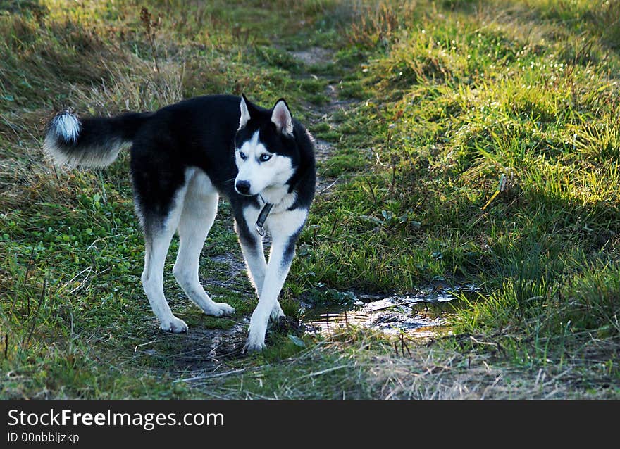 Siberian husky on walking