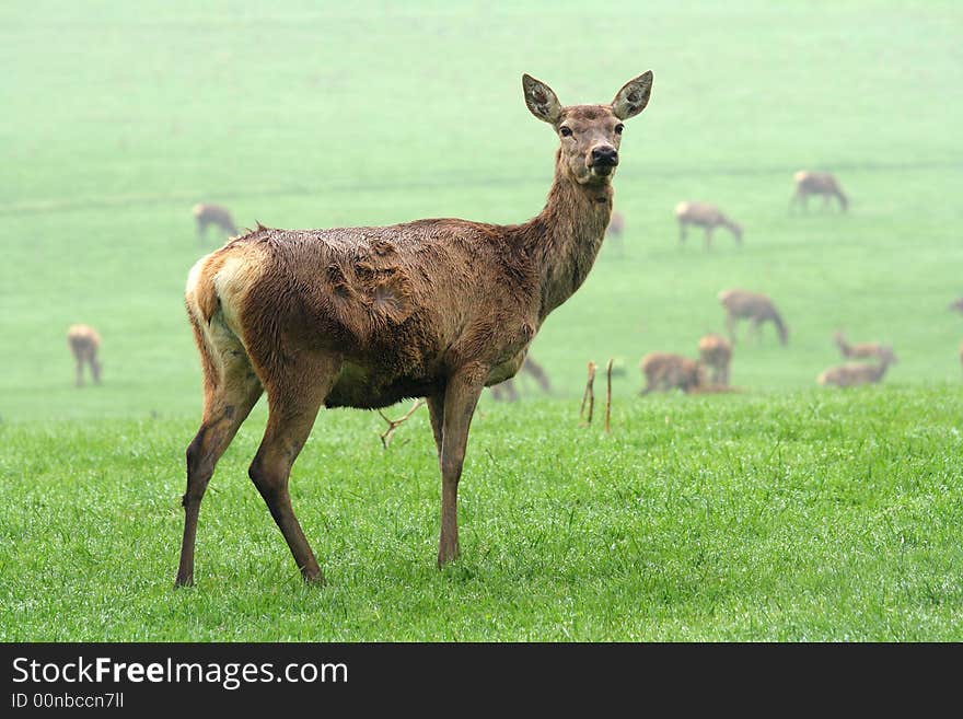 A worried hind looking at the photographer. A worried hind looking at the photographer