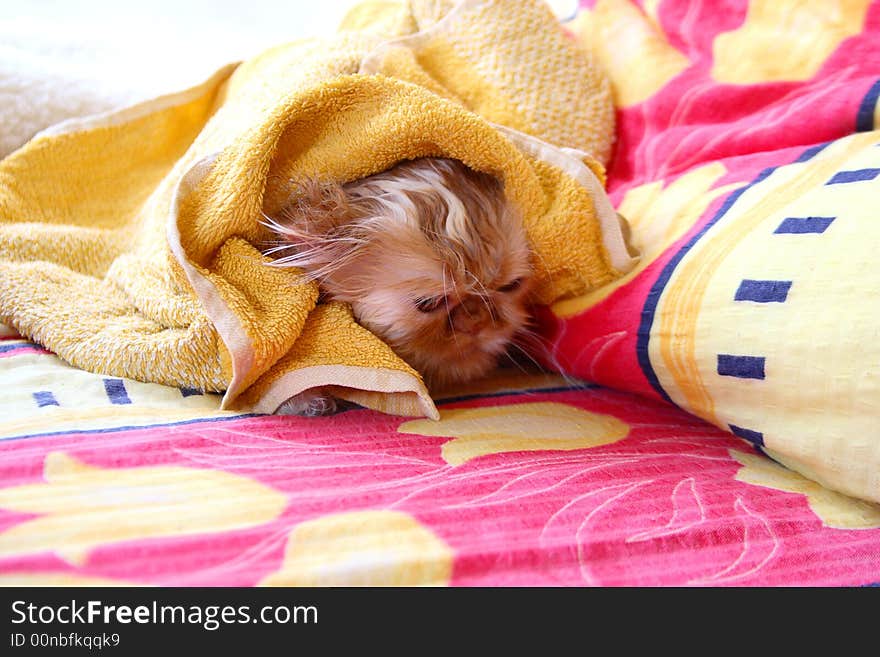 Wet cat in bed