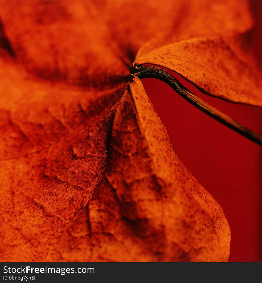 Detail of a red leaf. Detail of a red leaf