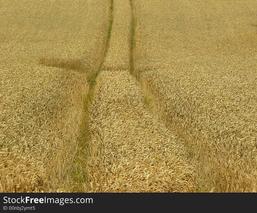 A track in a wheat field. A track in a wheat field