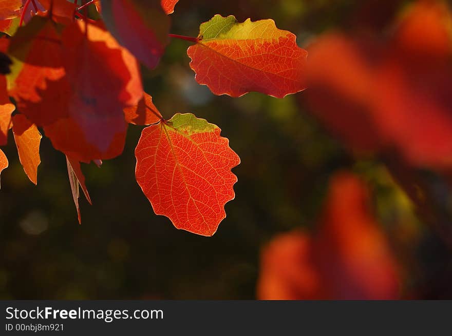 The Red-leaf Forest is about 20km far from 185 Tuanchang along China's borders at Kazakhstan, in the northern part of Xinjiang Uygur Autonomous Region. 
Fall of 2007. The Red-leaf Forest is about 20km far from 185 Tuanchang along China's borders at Kazakhstan, in the northern part of Xinjiang Uygur Autonomous Region. 
Fall of 2007