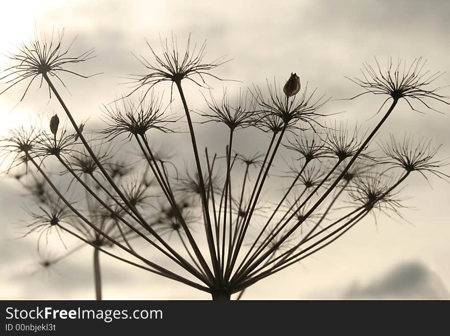 Hogweed at the end of the season