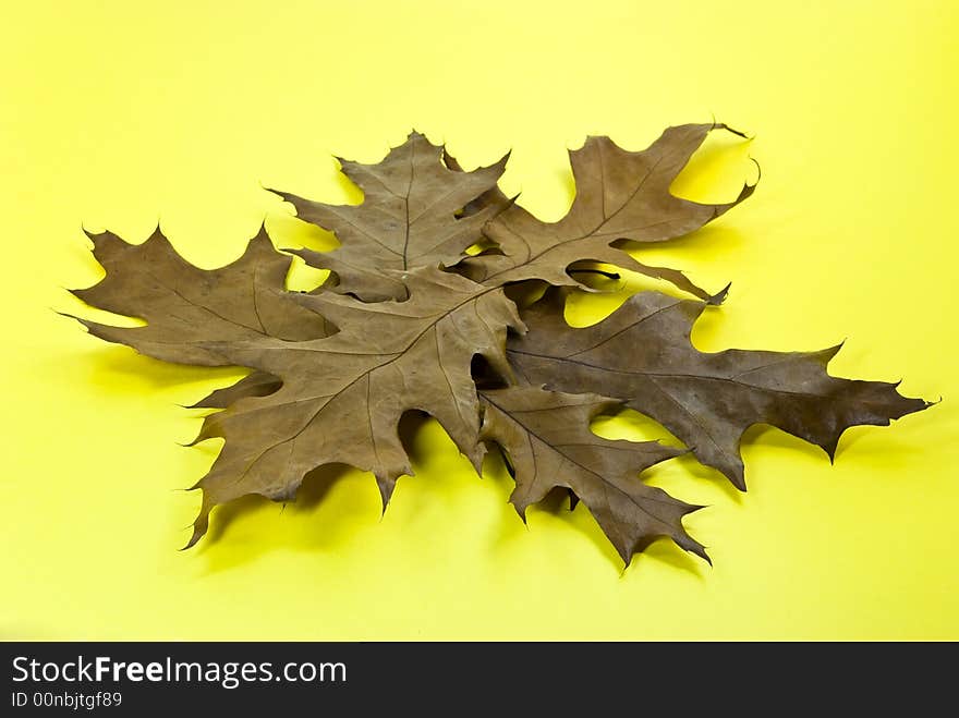 Dry oak leaves on yellow background.