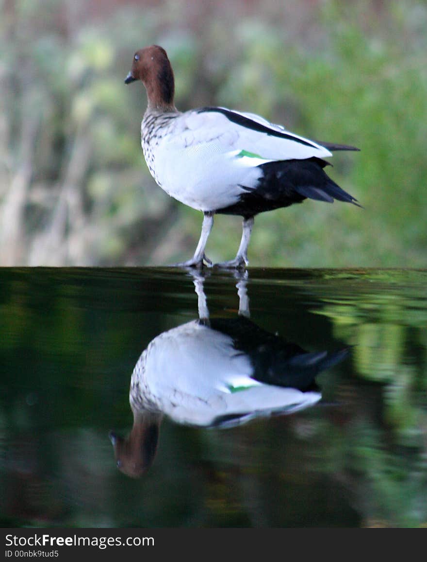 Portrait or a bird perched on the edge of a pond. Portrait or a bird perched on the edge of a pond