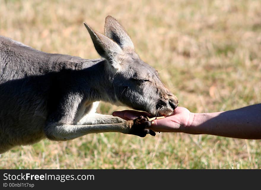 Kangaroo eating food from a persons hand. Kangaroo eating food from a persons hand