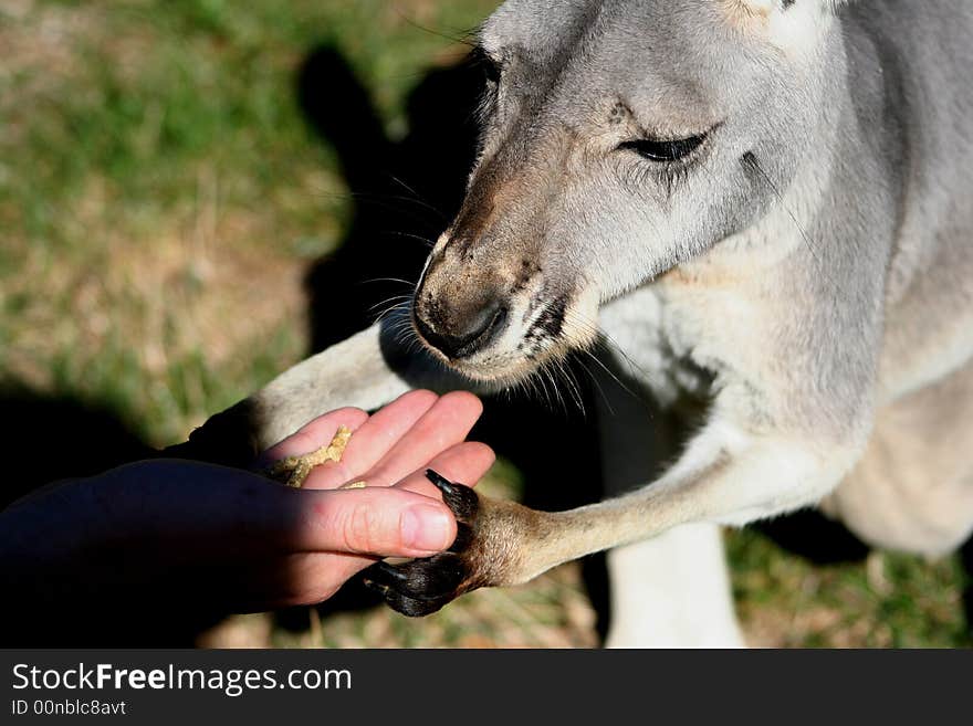 Kangaroo eating food from a persons hand. Kangaroo eating food from a persons hand