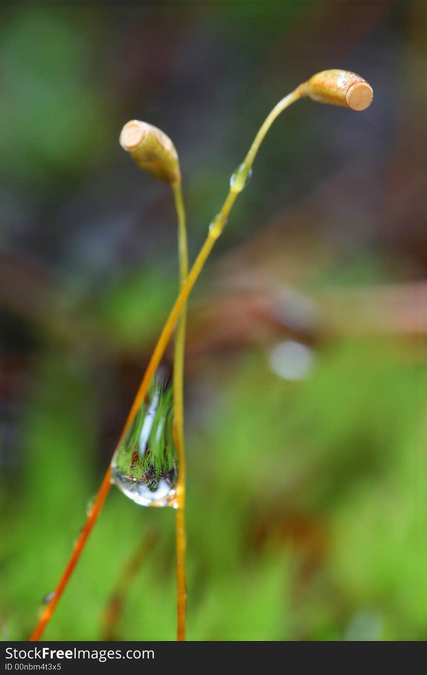 Water drop between stalks of moss