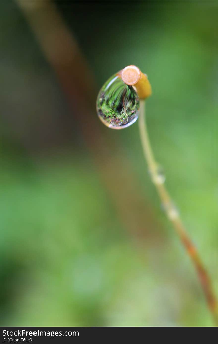 Water drop on the stalk of moss. Water drop on the stalk of moss