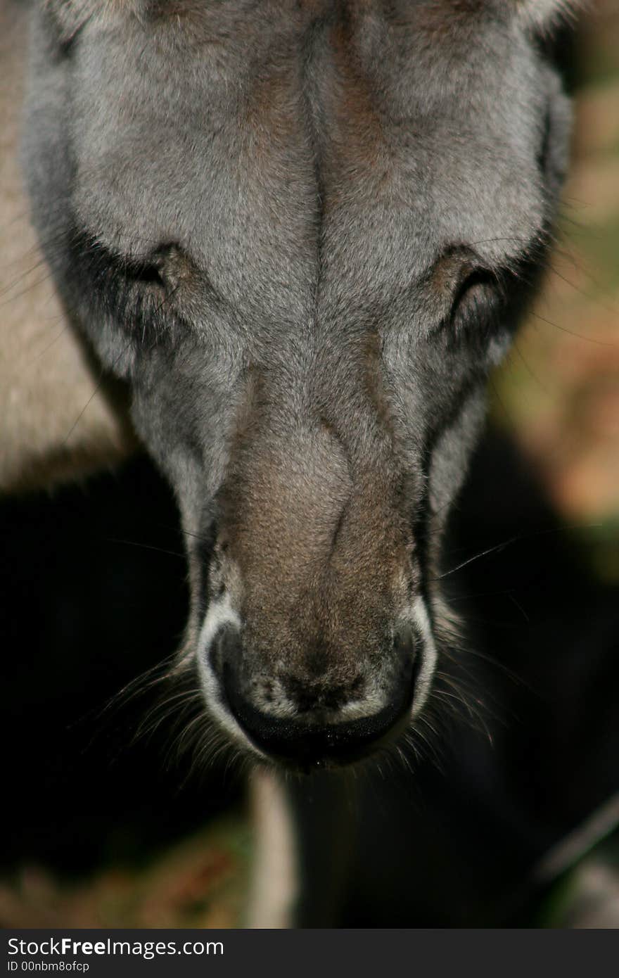 Close up portrait of a kangaroo. Close up portrait of a kangaroo