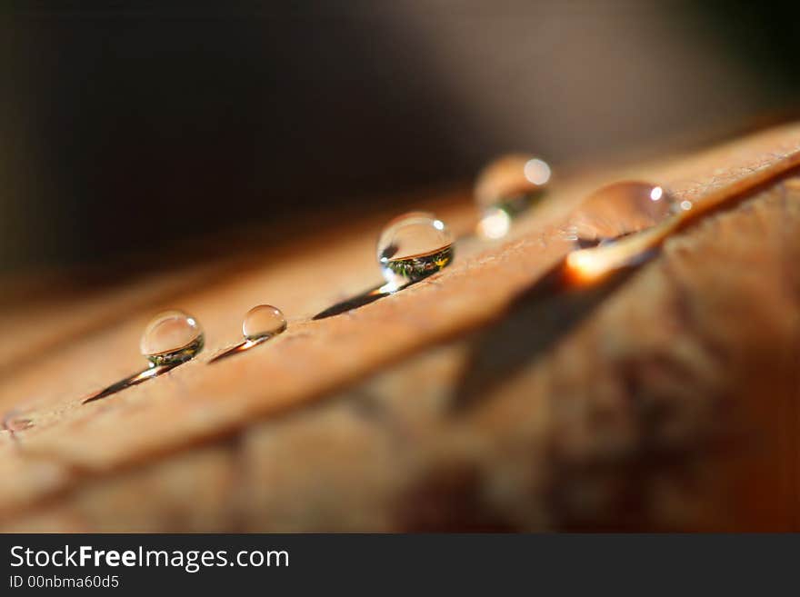 Water drops on rainy leaf