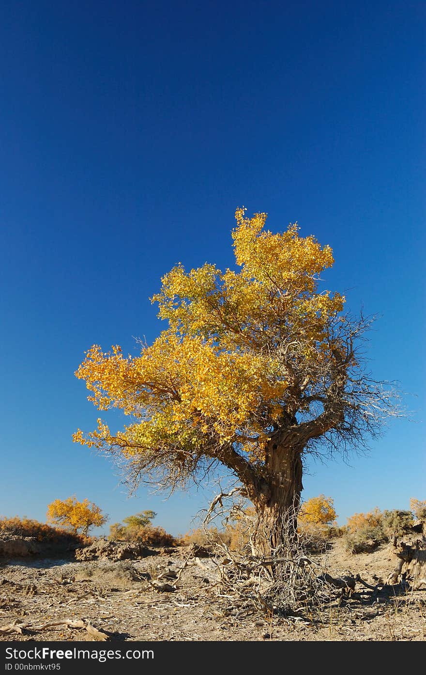 Diversifolious poplar is the dominant native. woody species distributed in the desert of Mulei, east of Xinjiang province, which borders Mongolia
Fall of 2007. Diversifolious poplar is the dominant native. woody species distributed in the desert of Mulei, east of Xinjiang province, which borders Mongolia
Fall of 2007