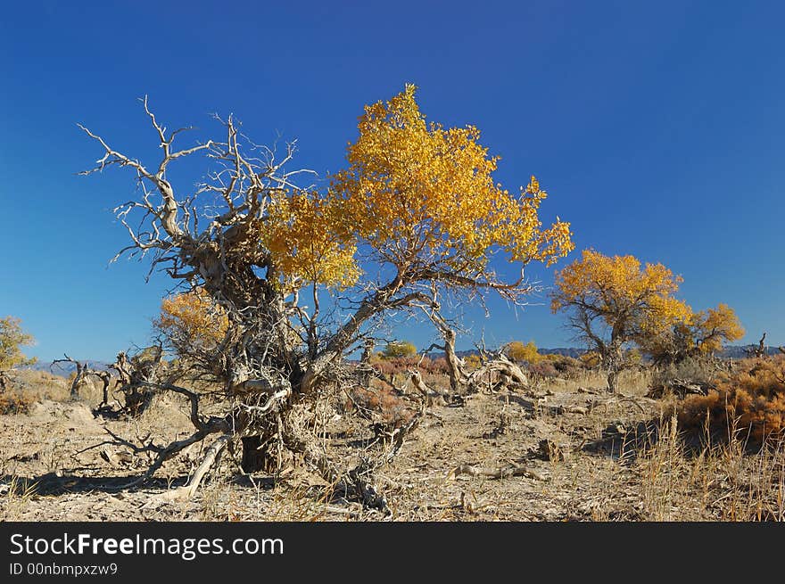 Diversifolious poplar is the dominant native. woody species distributed in the desert of Mulei, east of Xinjiang province, which borders Mongolia Fall of 2007. Diversifolious poplar is the dominant native. woody species distributed in the desert of Mulei, east of Xinjiang province, which borders Mongolia Fall of 2007