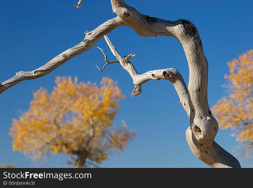 Diversifolious poplar is the dominant native. woody species distributed in the desert of Mulei, east of Xinjiang province, which borders Mongolia
Fall of 2007. Diversifolious poplar is the dominant native. woody species distributed in the desert of Mulei, east of Xinjiang province, which borders Mongolia
Fall of 2007