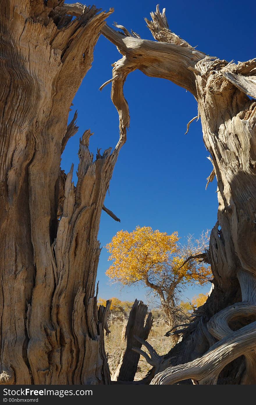 Diversifolious poplar is the dominant native. woody species distributed in the desert of Mulei, east of Xinjiang province, which borders Mongolia Fall of 2007. Diversifolious poplar is the dominant native. woody species distributed in the desert of Mulei, east of Xinjiang province, which borders Mongolia Fall of 2007