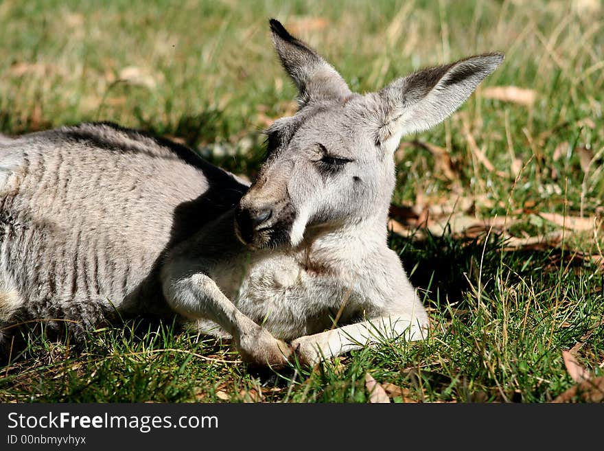 Kangaroo relaxing